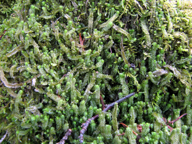 Barbilophozia lycopodioides